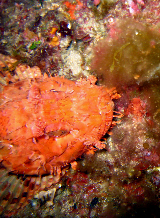 Scorpaena scrofa